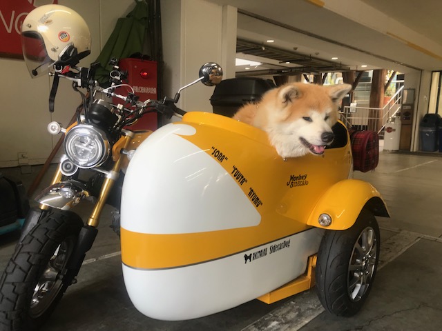 秋田犬を乗せたモンキー125サイドカーがご来店されました 最新情報 U Media ユーメディア 中古バイク 新車バイク 探しの決定版 神奈川 東京でバイク探すならユーメディア