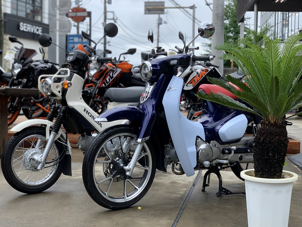 特選中古車 スーパーカブｃ125 クロスカブ50ございます 最新情報 U Media ユーメディア 中古 バイク 新車バイク探しの決定版 神奈川 東京でバイク探すならユーメディア
